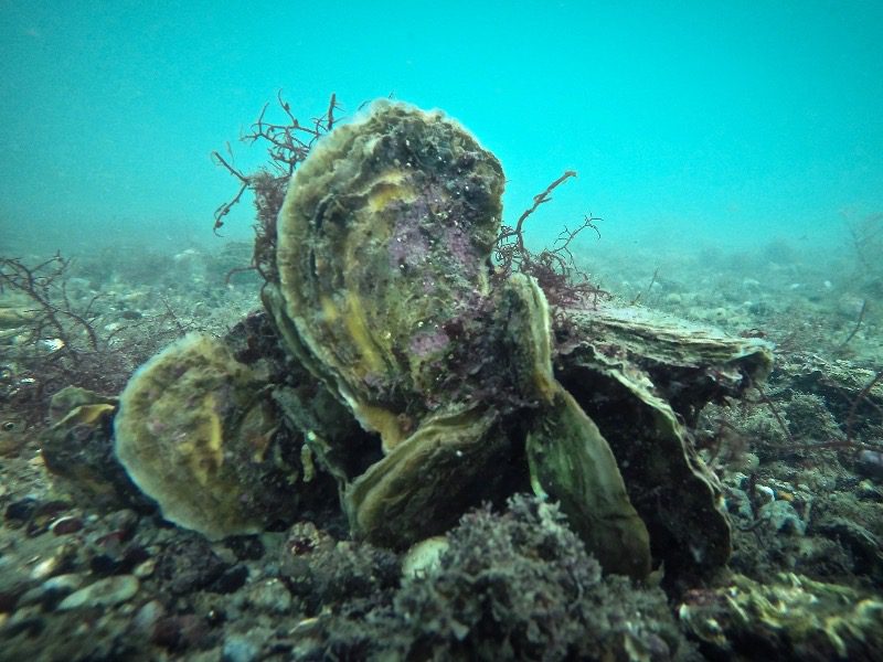 Oysters are full of important proteins, vitamins and minerals.